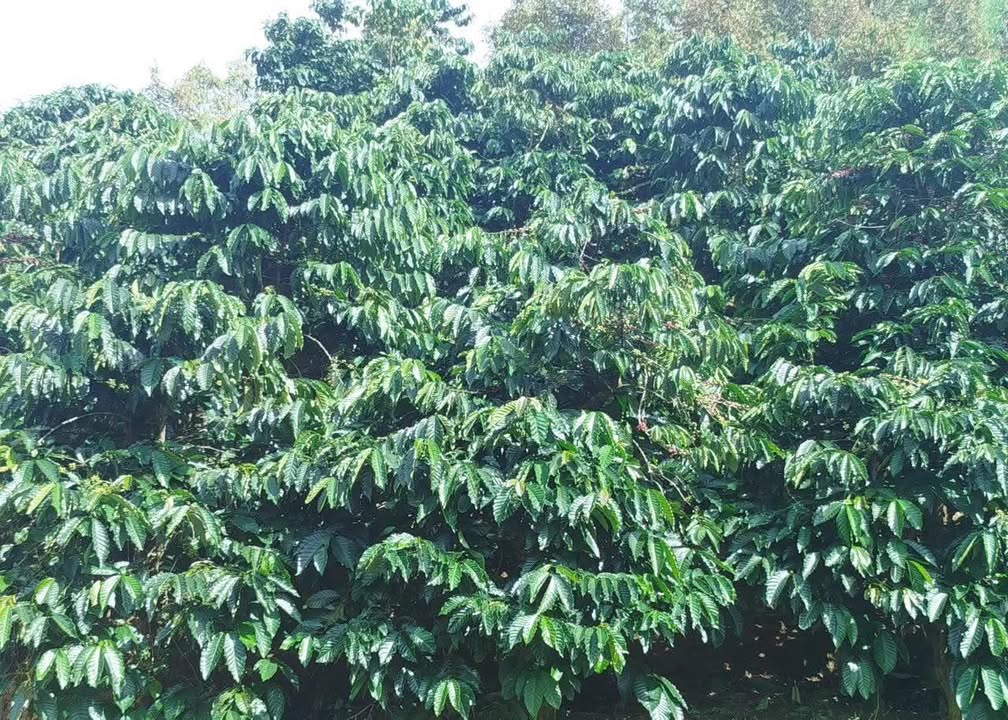 Đất nông nghiệp Đam Rông 16.000m² giá 2,6 tỷ - Tiềm năng thu lợi từ cà phê!