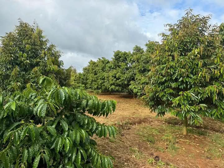 Đất rẫy sâu riêng tại xã Cuôr Đăng, Cư M'gar, 1,4ha giá 1,67 tỷ - Đầu tư sinh lời cao!