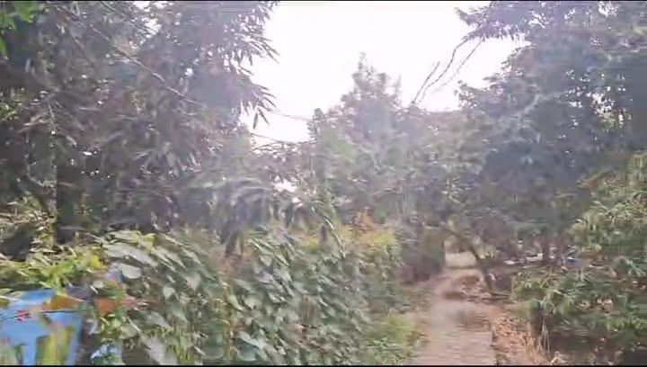 Bán vườn sầu riêng 2475m² tại Cam Sơn, Cai Lậy - Giá chỉ 1.732 tỷ!