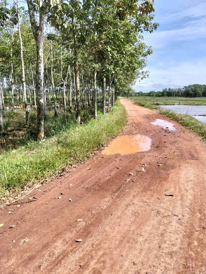 Đất ruộng Thanh Tuyền 1 xào giá chỉ 680 triệu - Đầu tư sinh lời ngay!