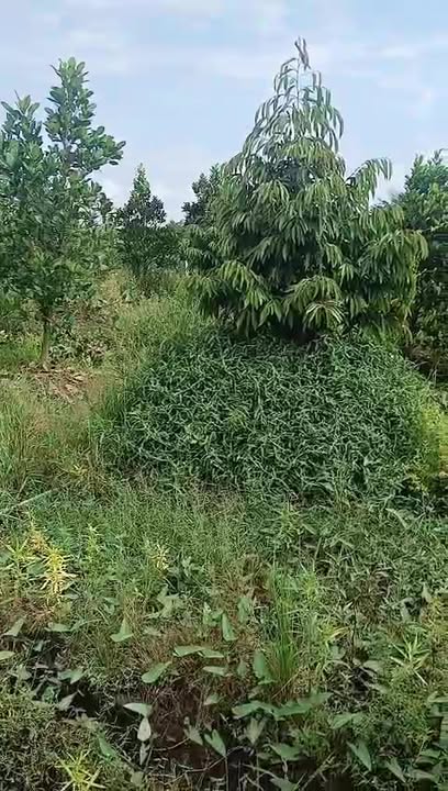 Đất nền 2 công tại xã Mỹ Hội, huyện Cái Bè, Tiền Giang - Giá chỉ 820 triệu