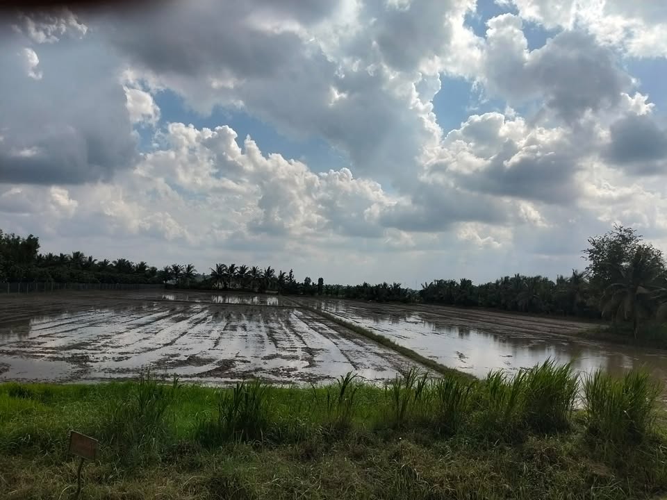 Đất ruộng xã Trung Hiệp, Vĩnh Long 2960m² - Giá chỉ 2.96 tỷ, thương lượng chính chủ!