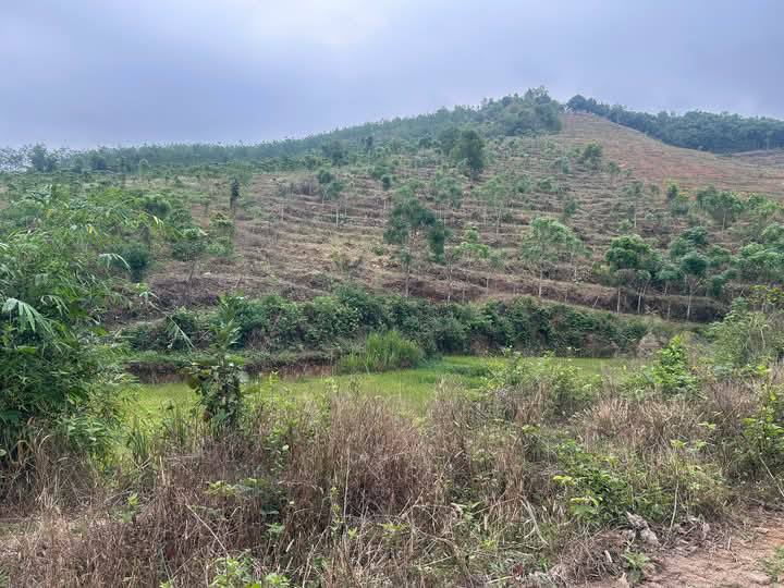 Đất nền 8 sào tại Đăk Cấm - Phù hợp trồng cây ăn trái và quán cafe!