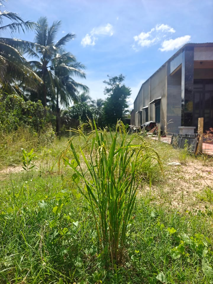 Đất nền Phước Thạnh, Gò Dầu 401m² giá 2.3 tỷ - Tiềm năng kinh doanh lớn!