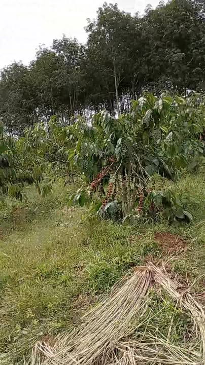 Đất nền Đắk Nia 1ha giá chỉ 850 triệu - Cơ hội đầu tư tuyệt vời!