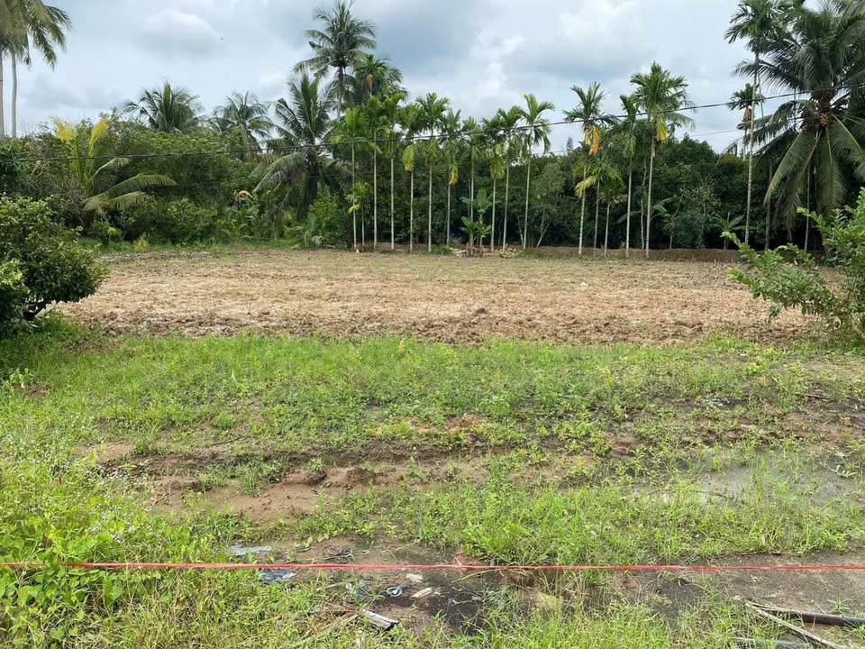 Đất nền Tân Thiềng Chợ Lách 1198.6m² giá 560 triệu - Đất trống thích hợp trồng cây giống