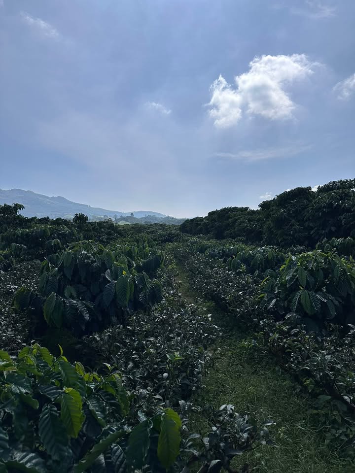 Đất trà và cà phê 3200m² tại thôn 10, xã Đại Lào - Giá 2.55 tỷ, bớt lộc!