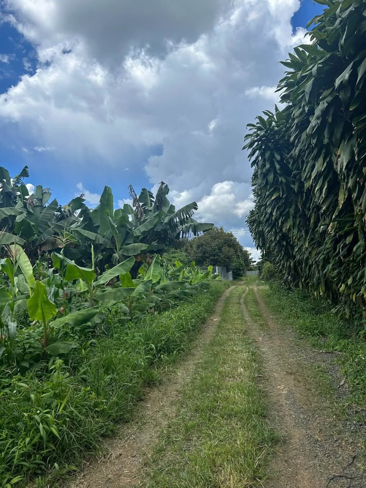 Đất thổ cư 700m² Tân Lạc, Bảo Lâm - Giá 600 triệu - Đang trồng chuối!