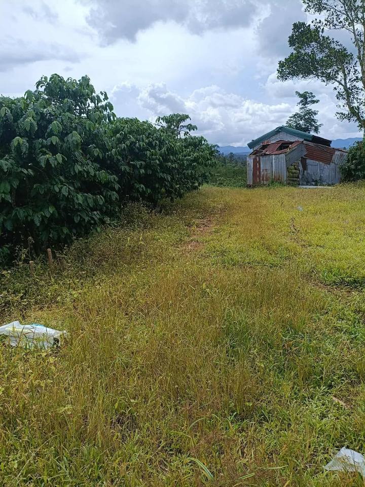 Đất cà phê 11800m² Lộc Thắng Bảo Lâm giá 270 triệu - Cơ hội đầu tư sinh lời!