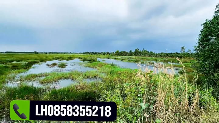 Đất nền mặt tiền đường nhựa 10800m² xã Thuận Bình, Thạnh Hóa - Giá chỉ 892.8 triệu!