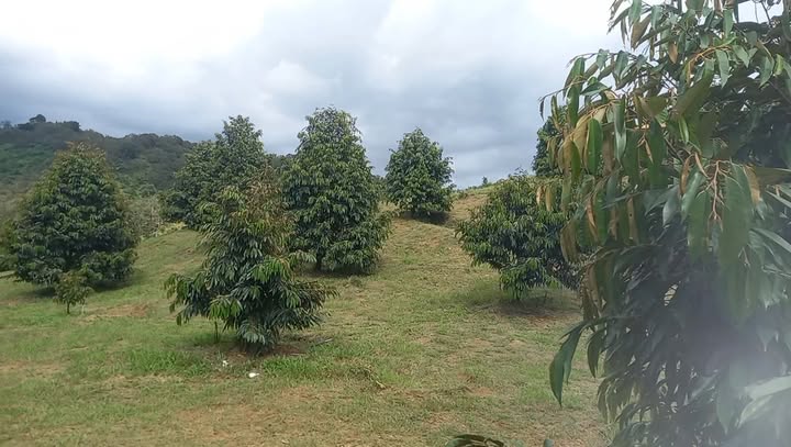 Vườn đất tại xã Quốc Oai, Đạ Tẻh, Lâm Đồng 10.000m² - Cơ hội đầu tư hấp dẫn!