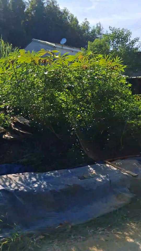 Đất ở Bình Hòa 150m² giá chỉ 500 triệu - Cơ hội đầu tư hấp dẫn!