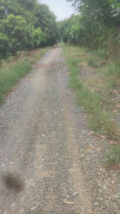 Đất vườn 20.000m² xã Phương Thịnh, giá chỉ 570 triệu - Cơ hội đầu tư lý tưởng!