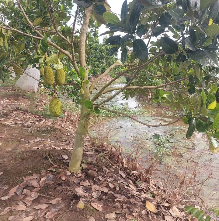 Đất vườn Tân Khánh Trung 6500m² giá 1.69 tỷ - Đầu tư sinh lời ngay!