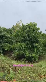 Đất nền xã Ia Tô, huyện Ia Grai, Gia Lai 10.835m² - Khu dân cư sầm uất, giá chỉ 2.2 tỷ!