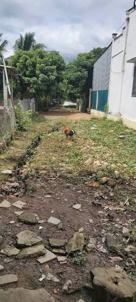 Đất thổ cư Tân Hạnh Vĩnh Long 130m² giá 760 triệu - Nhanh tay sở hữu!