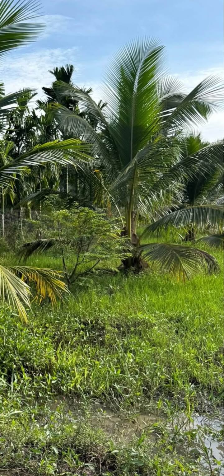 Đất nông nghiệp 10208m² tại xã Phong Thạnh, huyện Cầu Kè - Cơ hội đầu tư tuyệt vời!