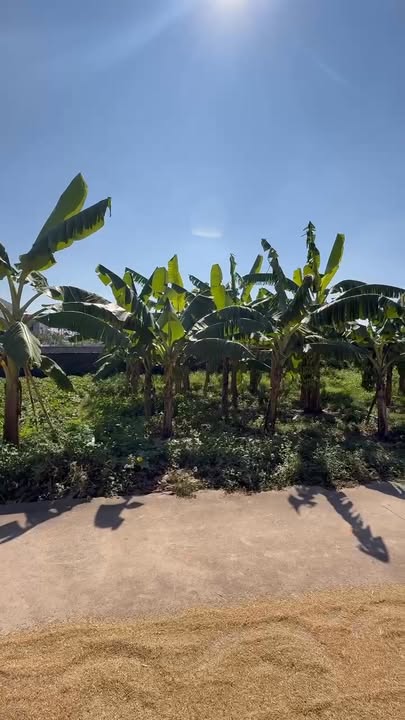 Đất nền Tiên Nha Lục Nam 85.5m² giá 600 triệu - Sổ đỏ chính chủ