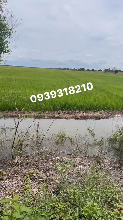 Đất ruộng lúa 3 vụ tại Phú Đức, Tam Nông - Diện tích 36,000m² giá chỉ 5.22 tỷ!