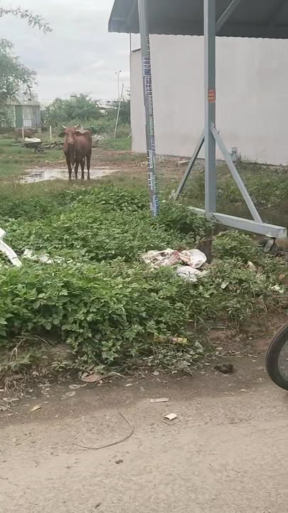 Đất thổ cư 85m² đường Lê Duẩn, Bình Thuận - Giá chỉ 2.65 tỷ, bớt lộc cho người thiện chí!