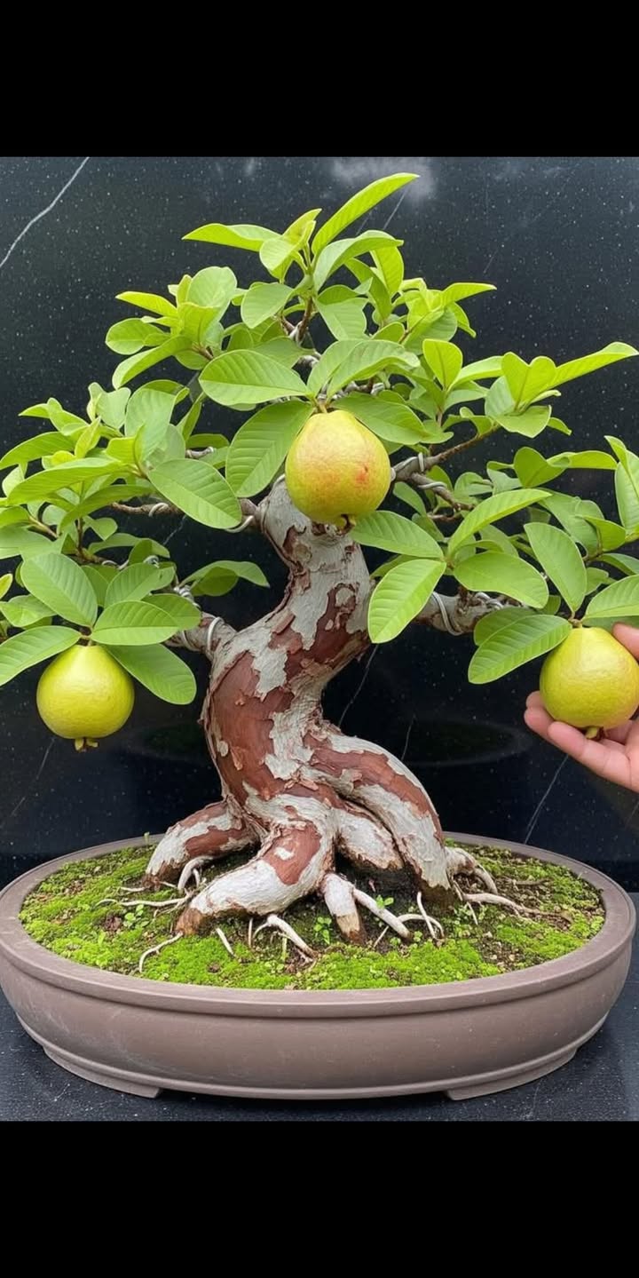 Đất nền KCN-LHT Thụy Liên 130m² giá 2 tỷ - Cơ hội đầu tư hấp dẫn!