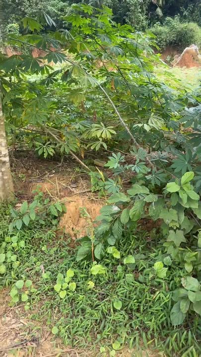 Đất thổ cư Hương Cần, Thanh Sơn 300m² - Cơ hội đầu tư hấp dẫn!