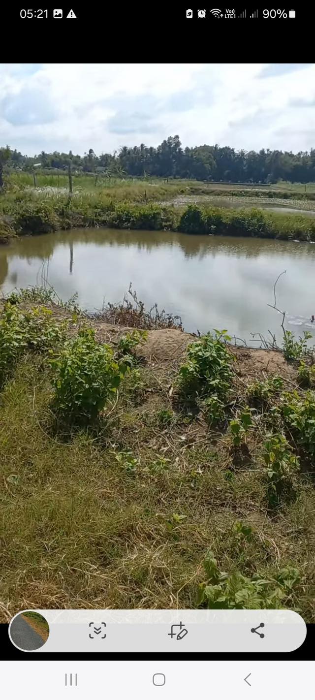 Đất nền Trường Long Hòa Vĩnh Long 36.000m² giá 1.3 tỷ - Cơ hội đầu tư hiếm có!