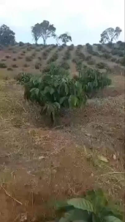 Farm 1,4ha tại Đắk Drông giá chỉ 700 triệu - Cơ hội đầu tư tuyệt vời!