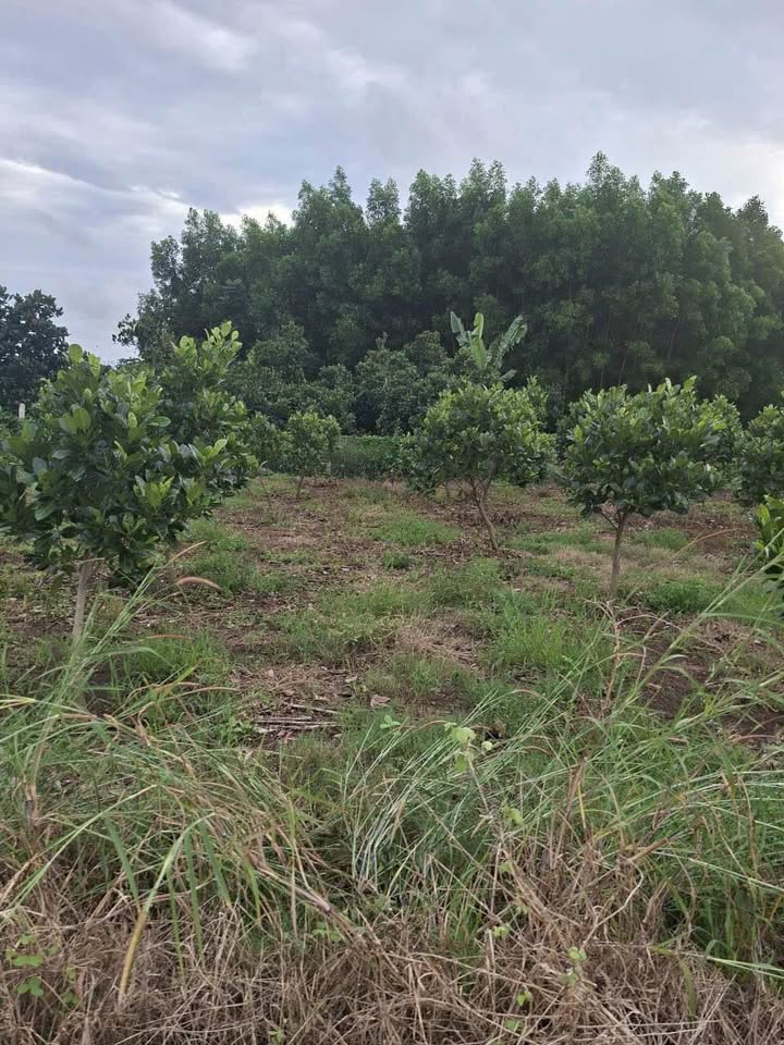 Đất nền Láng Dài 500m² giá 700 triệu - Mặt tiền đường bê tông 40m!