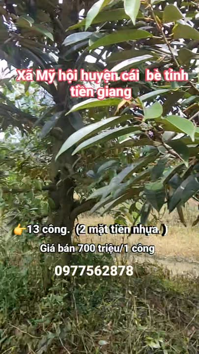 Đất 2 mặt tiền nhựa tại xã Mỹ Hội, huyện Cái Bè, 1000m² - Chính chủ, giá 700 triệu!