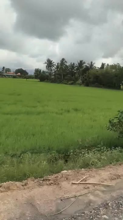 Đất nông nghiệp 70.000m² tại Mỹ Thạnh, Thủ Thừa - Bán gấp chỉ 320 triệu!