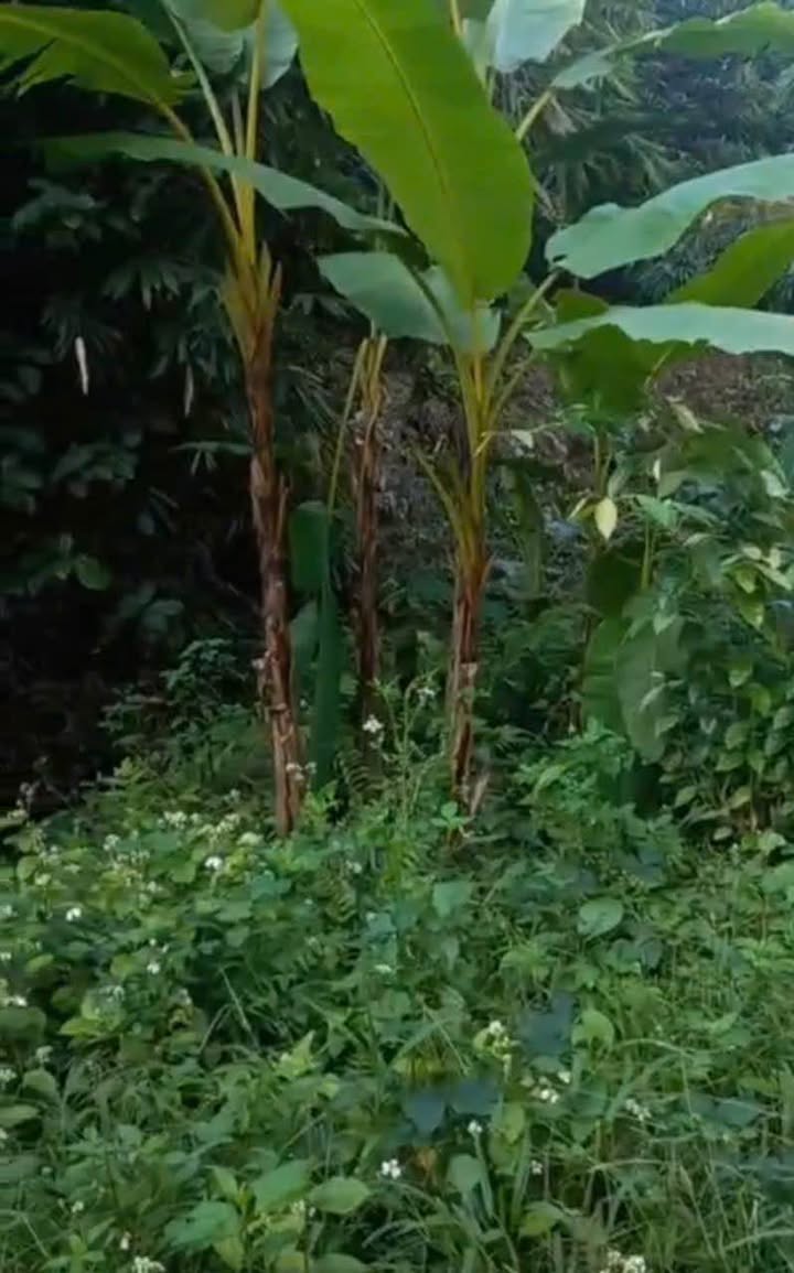 Đất rừng sản xuất Yên Mỹ, Chợ Đồn 4,3 ha - Pháp lý rõ ràng, giá hợp lý!