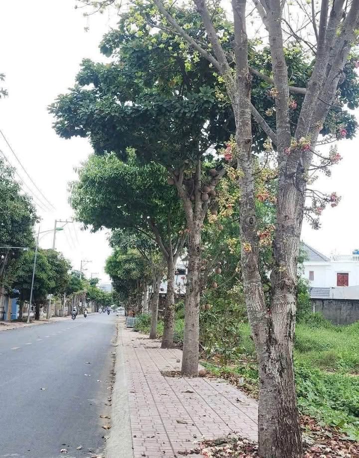 Đất nền mặt tiền Nguyễn Huệ, Sóc Trăng 222m² giá 3.4 tỷ - Đầu tư sinh lời ngay!