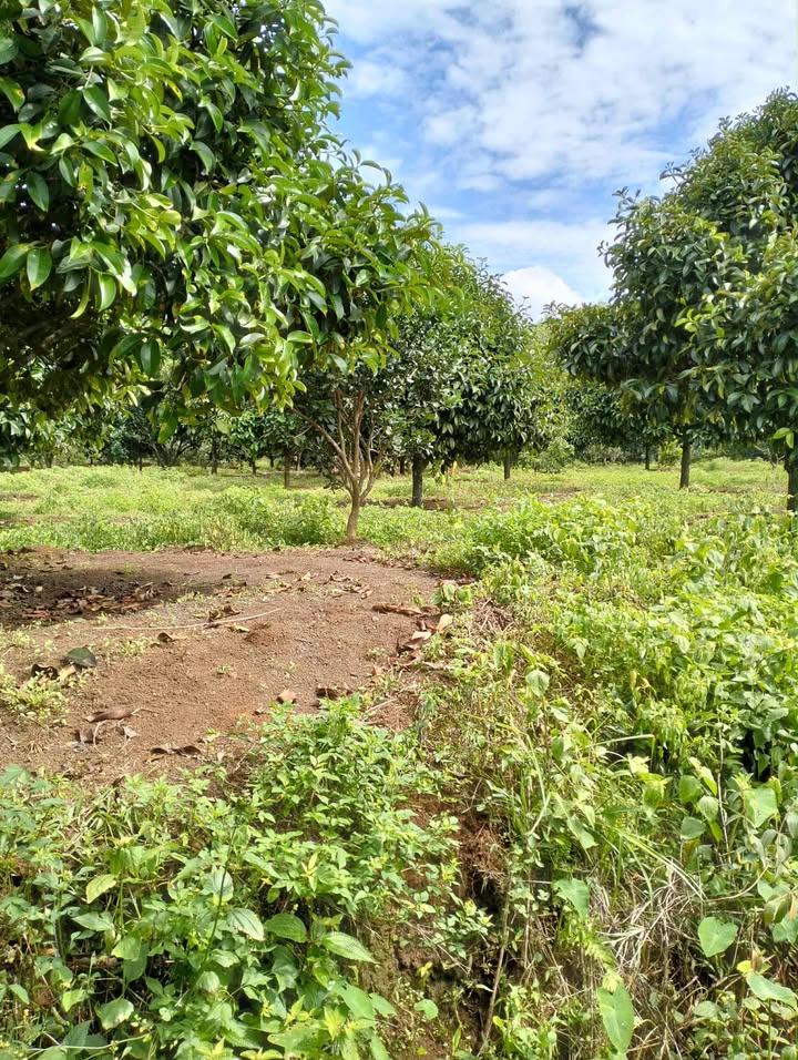 Đất Farm 8000m² tại Đức Phong, Bù Đăng - Bán gấp chỉ 1.8 tỷ!