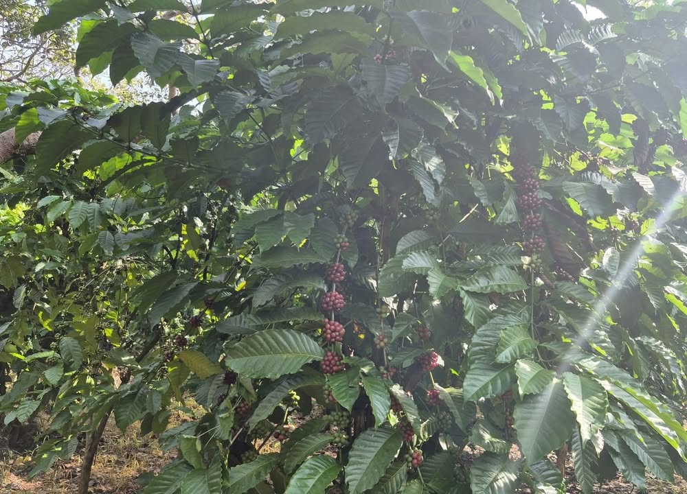 Đất nền Farm Phú Sơn, Bù Đăng 10.000m² giá 1.05 tỷ - Cơ hội đầu tư tuyệt vời!