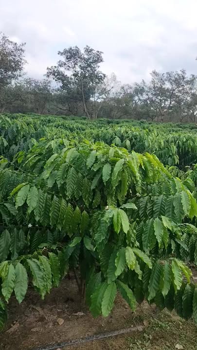 Farm 3.5ha tại Phú Sơn, Bù Đăng - Vườn sầu riêng và cà phê sinh lời