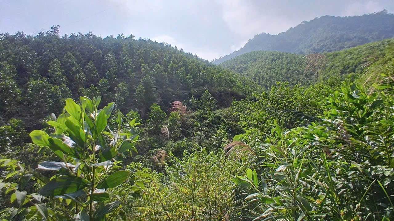 Đất nông nghiệp 10ha xã Hương Cần Phú Thọ giá 2 tỷ - Tiềm năng đầu tư lớn!