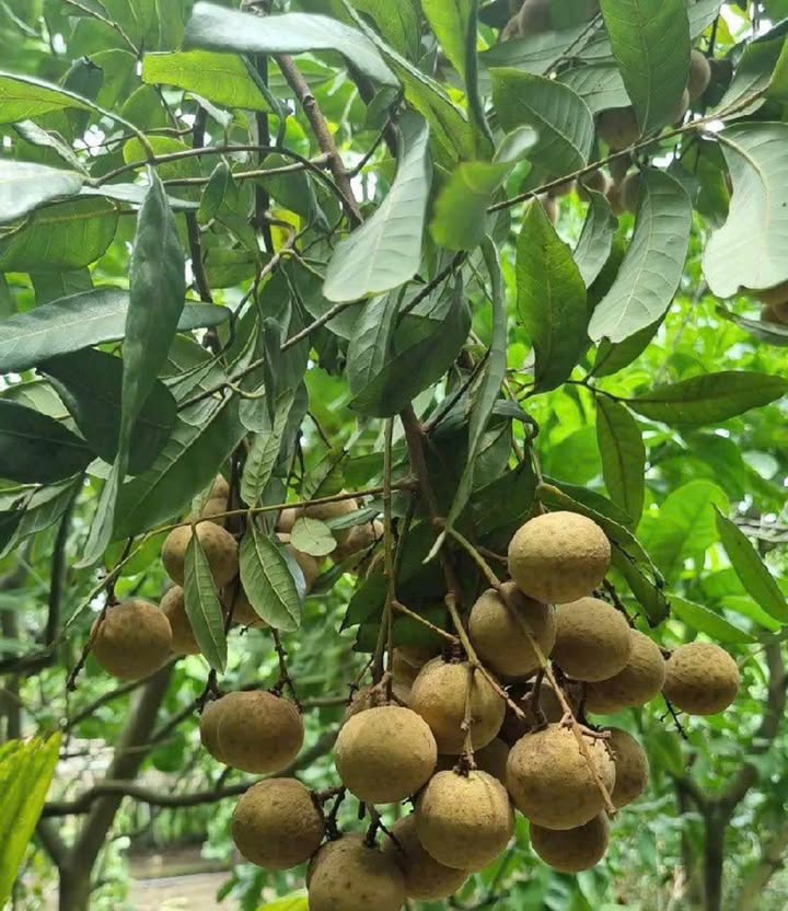 Cần bán farm 3,8 công tại xã Vĩnh Tế, Châu Đốc - Giá chỉ 840 triệu