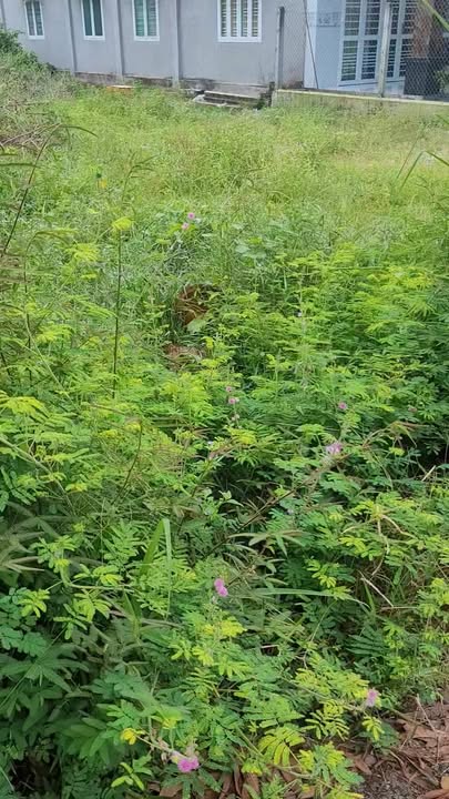 Đất nền Cẩm An, Cẩm Giang 360m² giá 720 triệu - Dân cư đông đúc, đầu tư sinh lời!