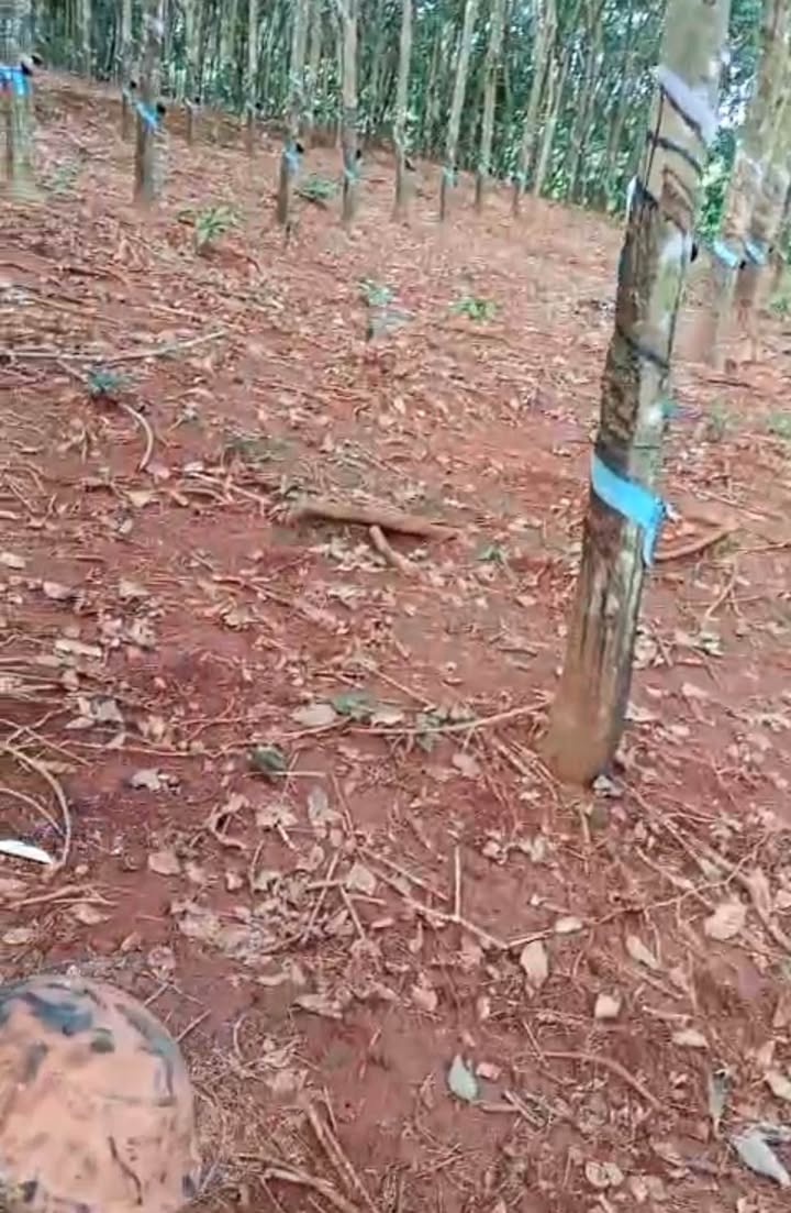 Đất đỏ bazan Lộc Thuận, Lộc Ninh 1,7ha giá 2 tỷ - Tiềm năng trồng trọt lớn!