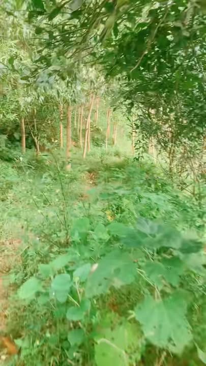 Farm đất vàng Yên Bình 15.000m² - View hồ Thác Bà cực đẹp, giá thỏa thuận!