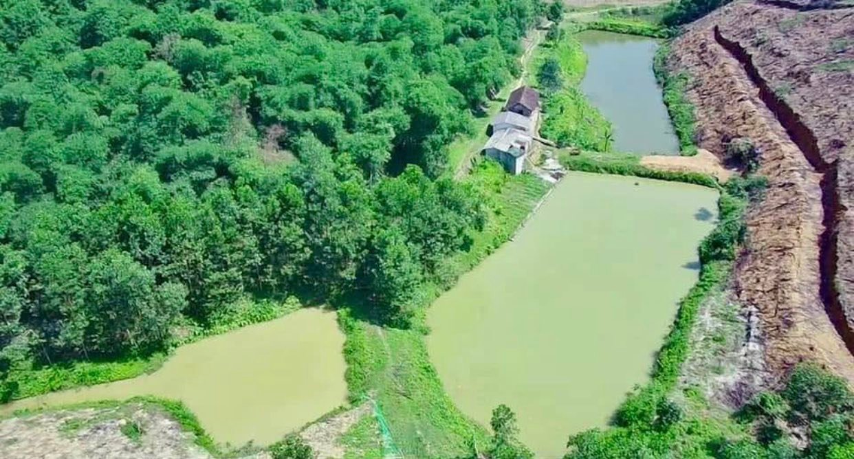 Đất Farm 15.000m² tại xã Phượng Nghi, Như Thanh - Giá chỉ 700 triệu, tiềm năng khai thác cao!