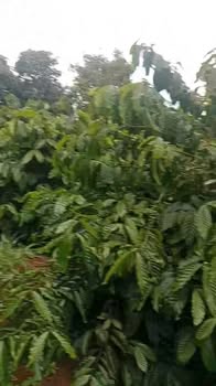 Đất nền MUÂ THU CAFE tại Dliê Ya, Krông Năng 16.000m² giá chỉ 1.45 tỷ - Cơ hội đầu tư hấp dẫn!