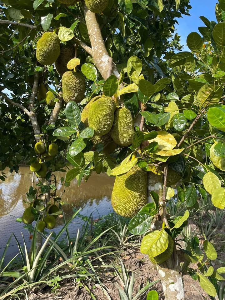 Farm 3ha Tân Phước Hưng, Cần Thơ giá 8.6 tỷ - Mô hình sinh thái hoàn chỉnh!