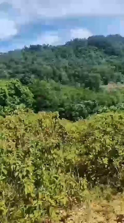 Đất vườn Yên Bài Ba Vì 5800m² giá 22.62 tỷ - Sổ đỏ chính chủ!