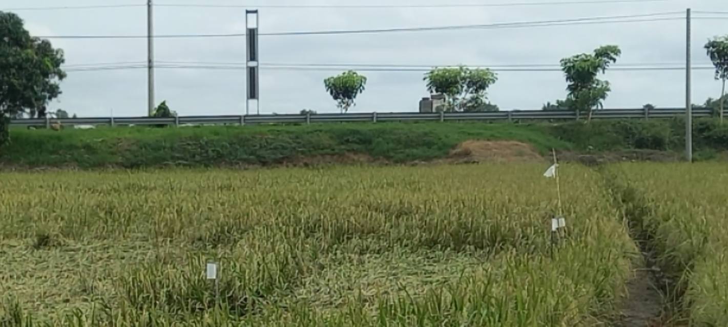 Đất nền xã Bình Mỹ, Châu Phú, An Giang 6000m² giá 2.7 tỷ - Cơ hội đầu tư tương lai!