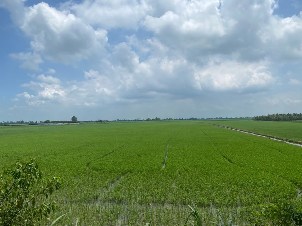 Đất nông nghiệp Vĩnh Hanh 11.000m² giá 200 triệu - Đất đẹp, canh tác thuận lợi!