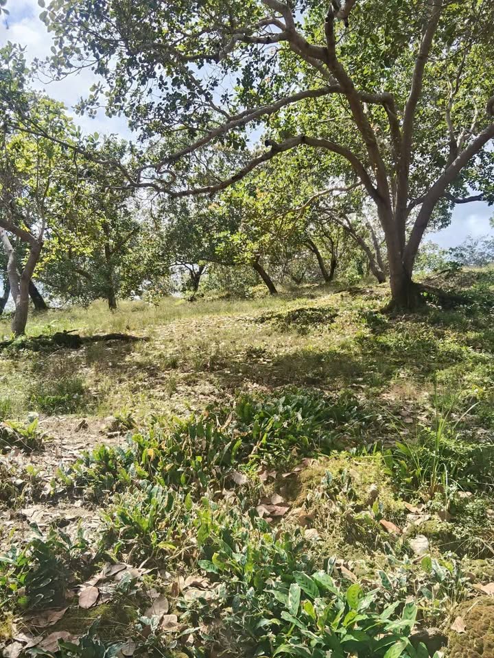 Đất Phú Trung, Phú Riềng 5hec giá 8 tỷ - Đầu tư sinh lời ngay!