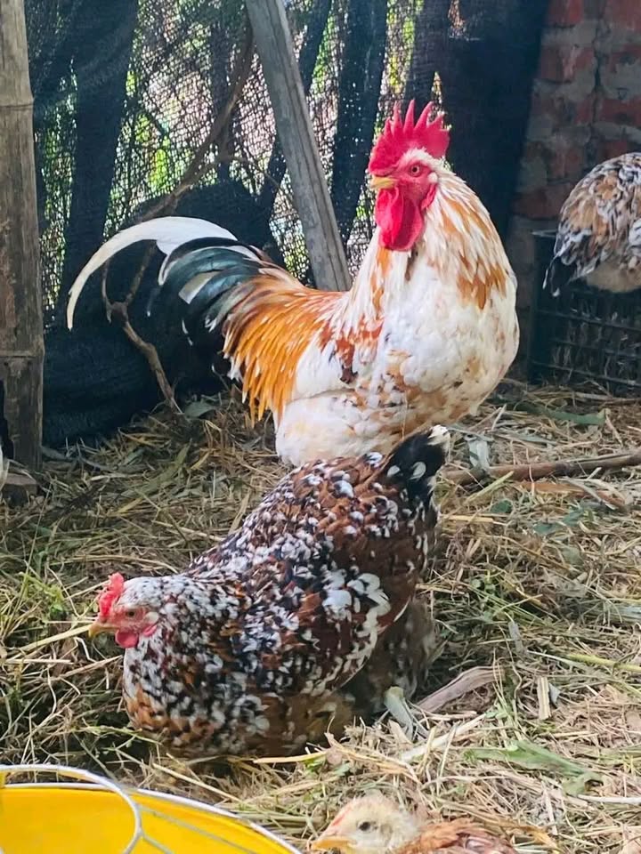 Đất thổ cư 1000m² An Phú Đông, Q.12 giá 65 triệu - Cơ hội đầu tư tuyệt vời!