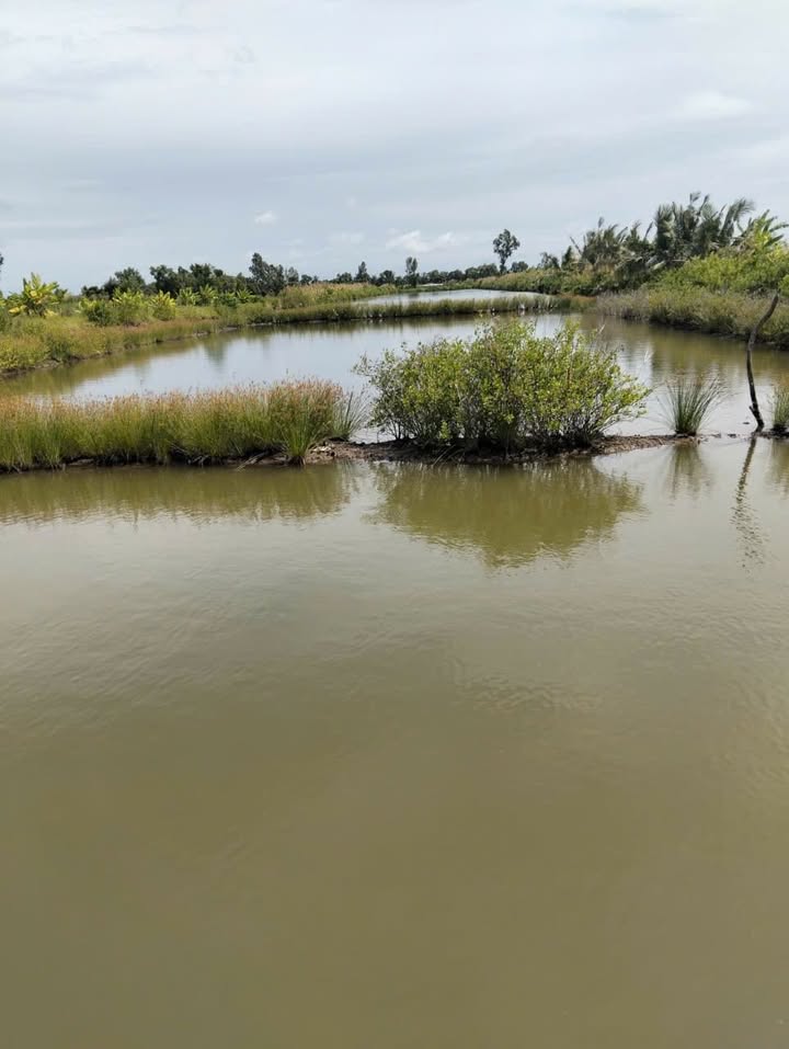 Đất nuôi tôm 12.000m² tại Vân Khánh Đông, An Minh - Giá chỉ 600 triệu